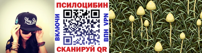 закладки  Казань  Галлюциногенные грибы GOLDEN TEACHER 